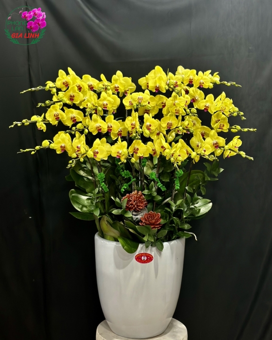 Hoa Lan Hồ Điệp Ngày Noel