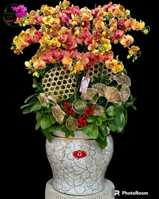 Hoa Lan Hồ Điệp Tặng 20-10