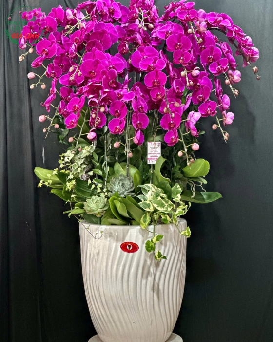 hoa lan hồ điệp tím đẹp