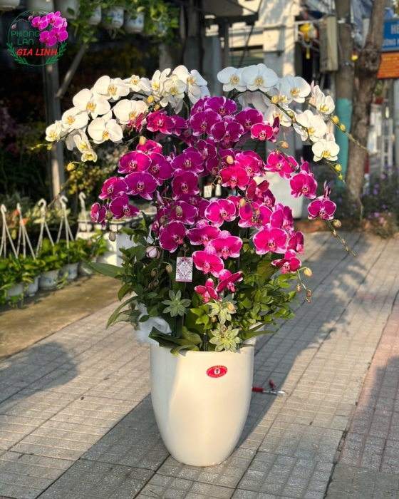 hoa lan hồ điệp trắng tím