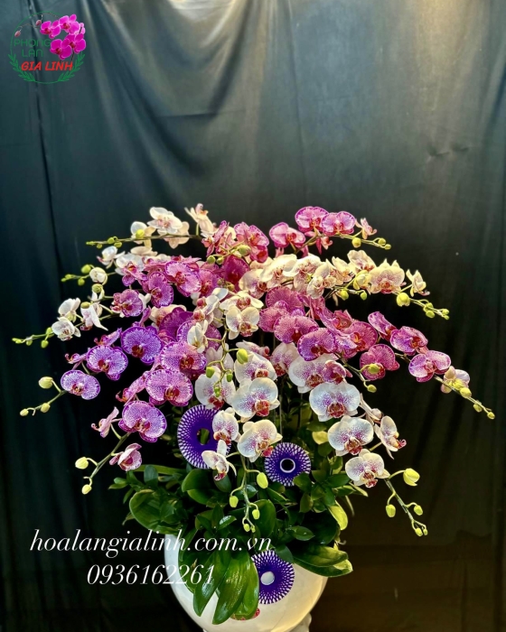 Hoa Lan Hồ Điệp ý nghĩa trong cuộc sống và tình yêu