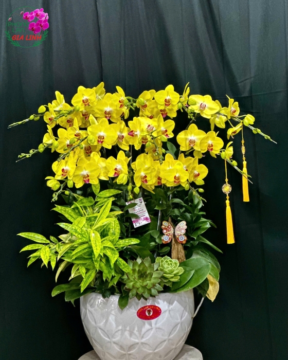 hoa lan nở vào dịp tết