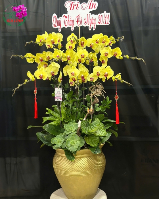 hoa lan tặng 20 11