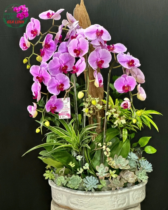 Hoa lan tặng khai trương cần được chọn như thế nào cho phù hợp?