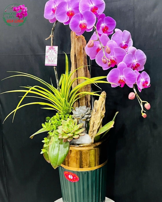 Hoa lan tặng khai trương cần được chọn như thế nào cho phù hợp?