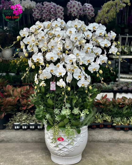 Hoa lan tết đẹp