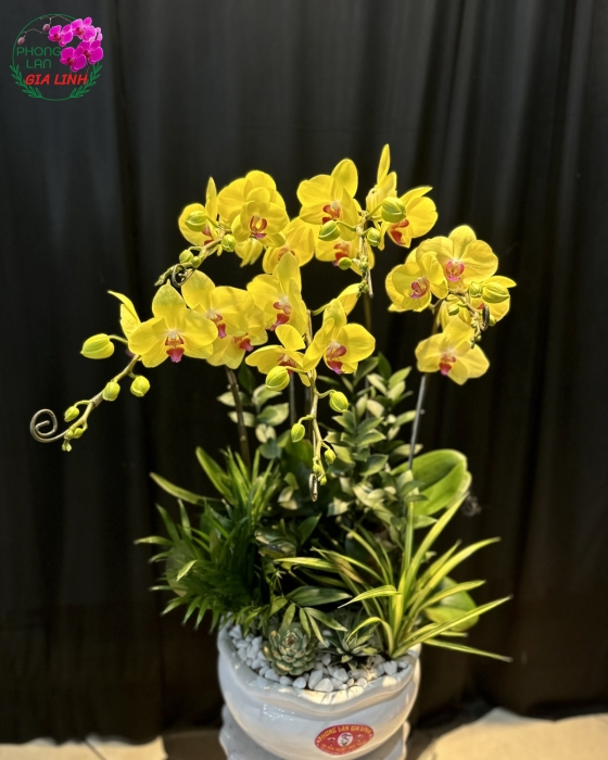 Hoa Lan Tiểu Cảnh Vàng 5 Cành