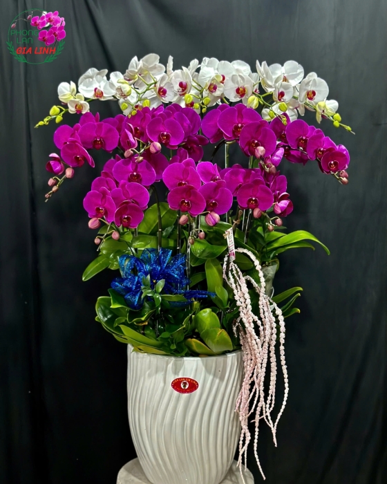 hoa lan trắng tím