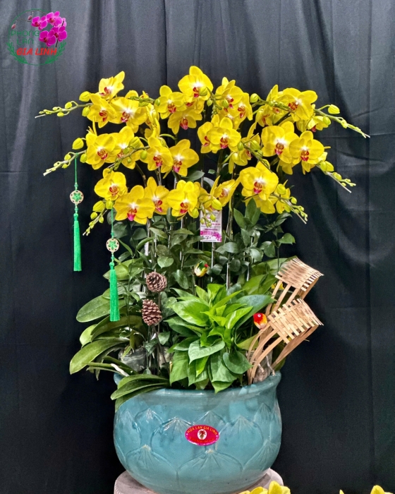 hoa lan trưng tết