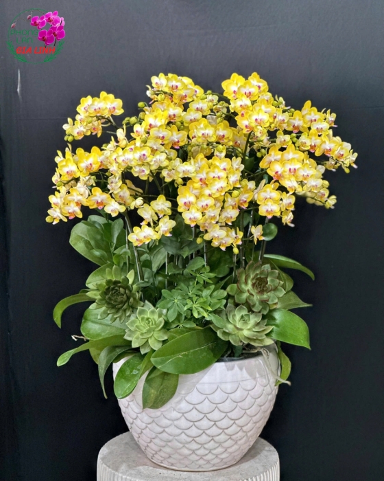 Hoa mừng Giáng Sinh đẹp
