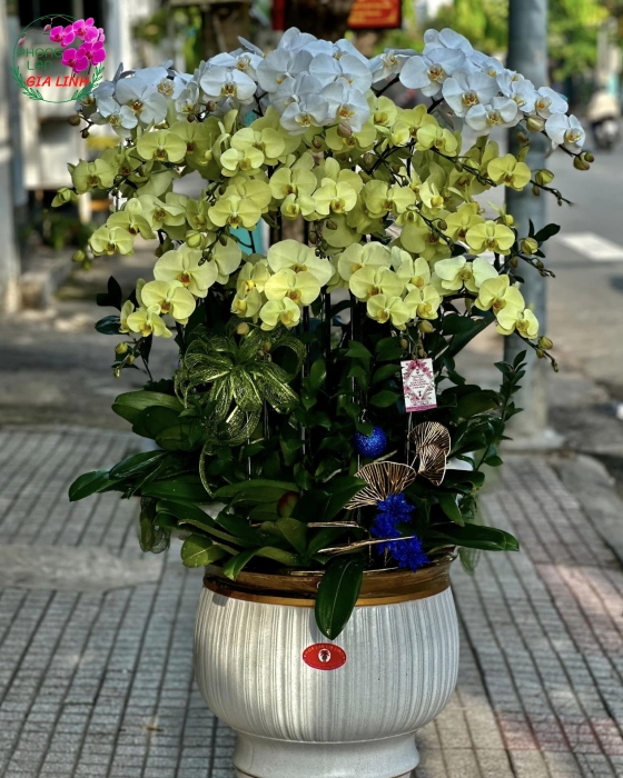 Hoa noel đẹp