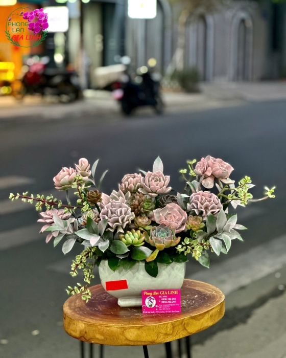 Hoa sen đá tphcm