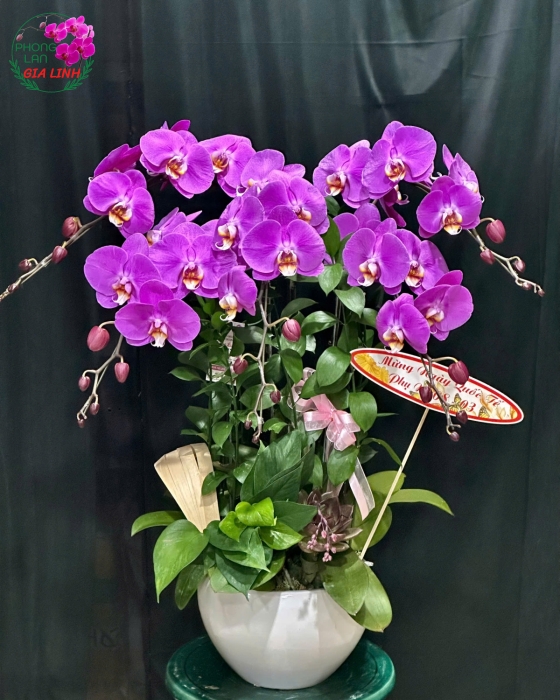 hoa tặng người yêu ngày 8 3