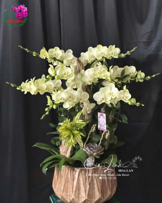 "Hy Vọng Tương Lai" - Lan Hồ Điệp Xanh Hy Vọng