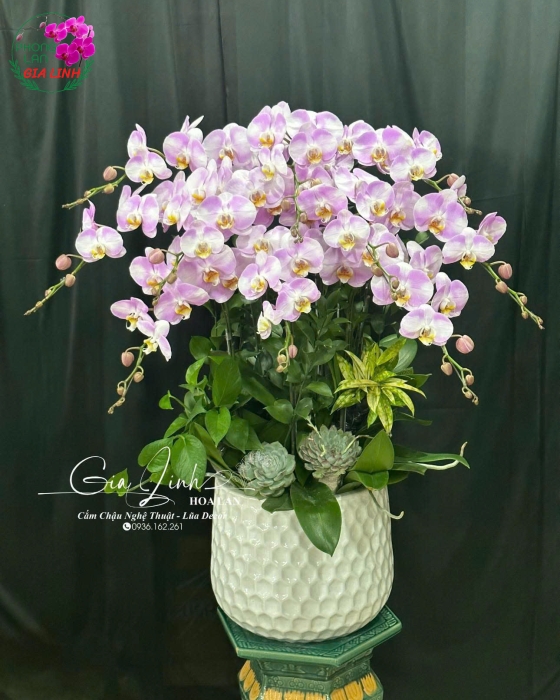 "Kết Nối Yêu Thương" - Lan Hồ Điệp Trắng Hồng