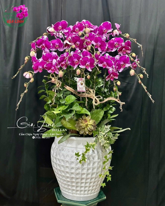 "Khu Vườn Ước Mơ" - Lan Hồ Điệp Thơ Mộng
