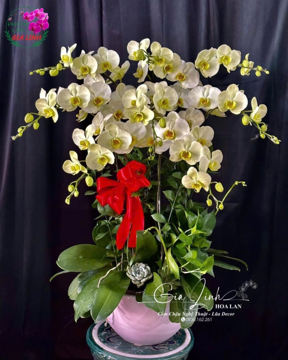 Lan Hồ Điệp 8 Cành "Song Hỷ Cát Tường"