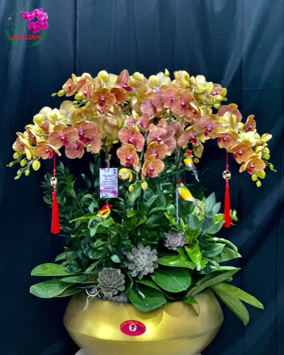 hoa lan hồ điệp cam