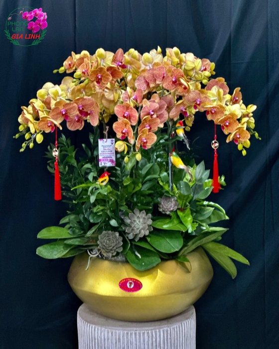 hoa lan hồ điệp cam