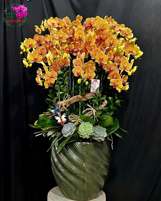 Lan Hồ Điệp Cam Sọc