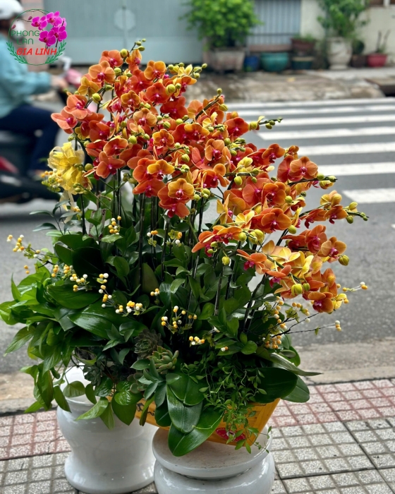 Lan hồ điệp cắm thuyền kỉ niệm ngày cưới