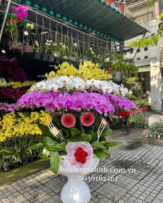 Lan hồ điệp chậu lớn