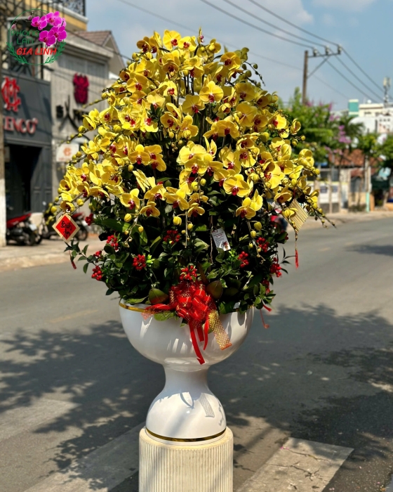 Lan Hồ Điệp Chậu Lớn Giao Liền