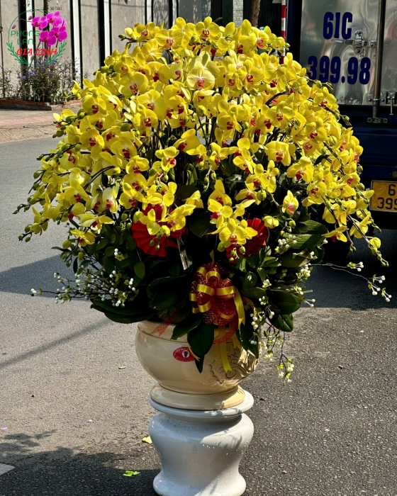 Lan Hồ Điệp Chậu Lớn Giao Liền