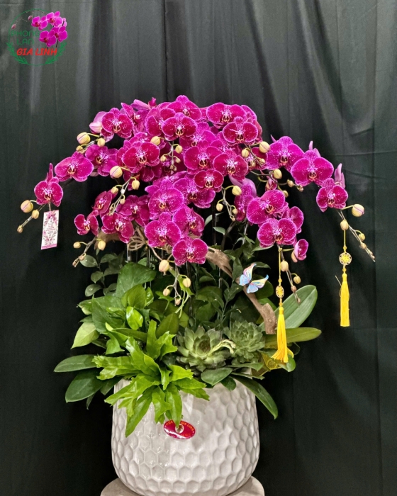 lan hồ điệp chưng tết