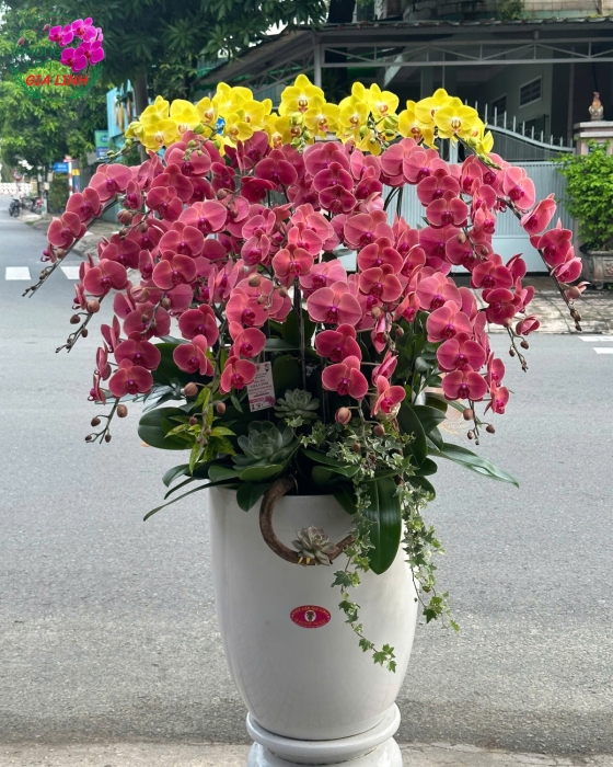 Lan Hồ Điệp Đẳng Cấp Hội Nghị - Chậu Sứ