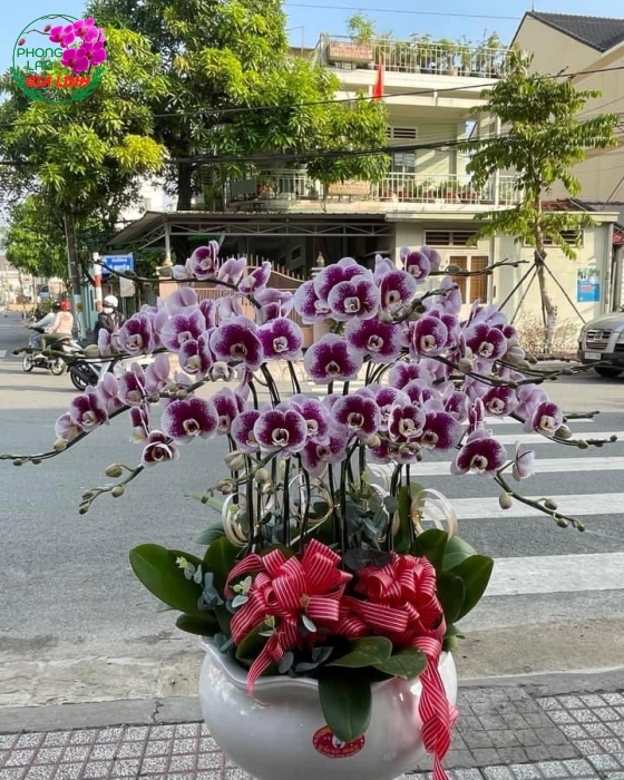 Lan Hồ Điệp đẹp - Biểu tượng của sự thanh lịch và quý phái