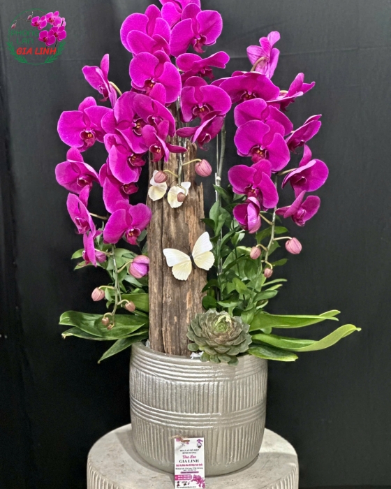 lan hồ điệp ghép chậu