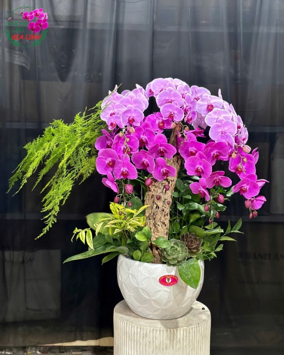 lan hồ điệp ghép gỗ
