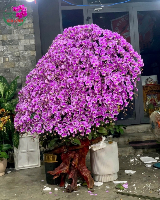 Lan hồ điệp ghép gỗ lũa