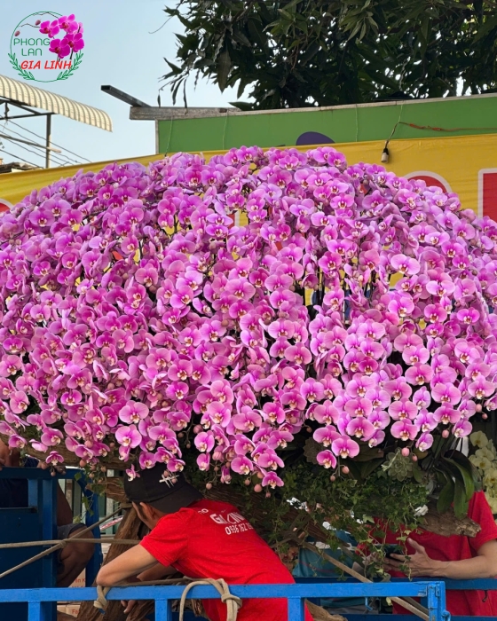 Lan hồ điệp ghép gỗ lũa