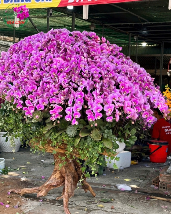 Lan hồ điệp ghép gỗ lũa