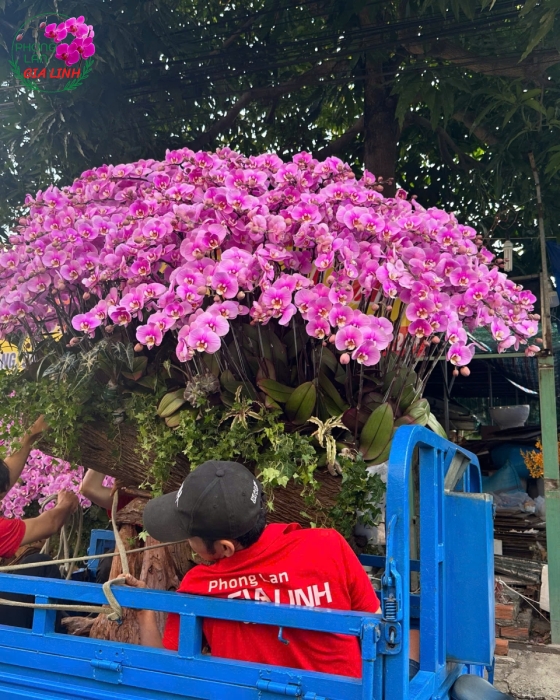 Lan hồ điệp ghép gỗ lũa