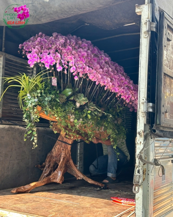 Lan hồ điệp ghép gỗ lũa