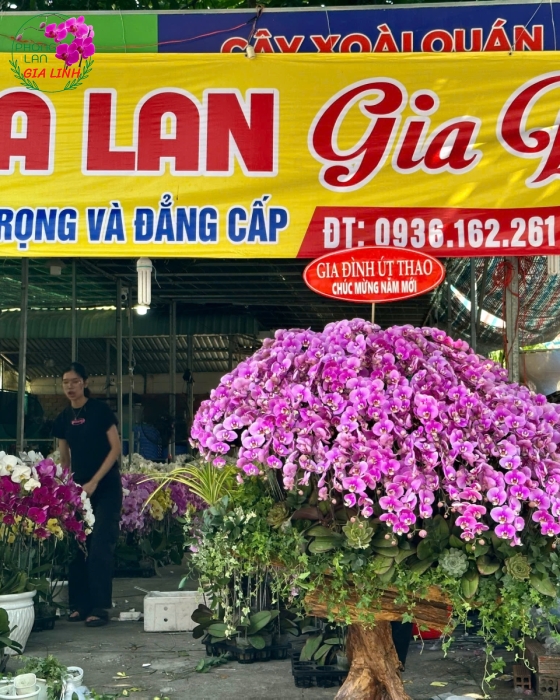 Lan hồ điệp ghép gỗ lũa