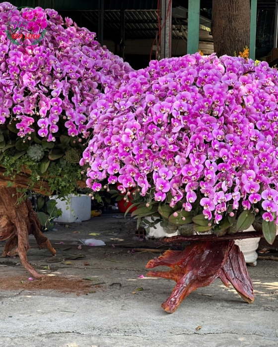 Lan hồ điệp ghép gỗ lũa