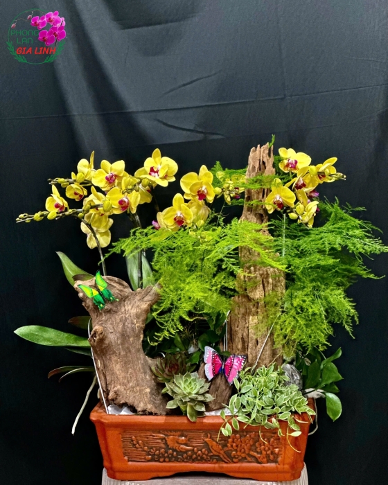 lũa ghép lan đẹp