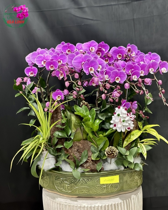 Lan hồ điệp Giáng sinh
