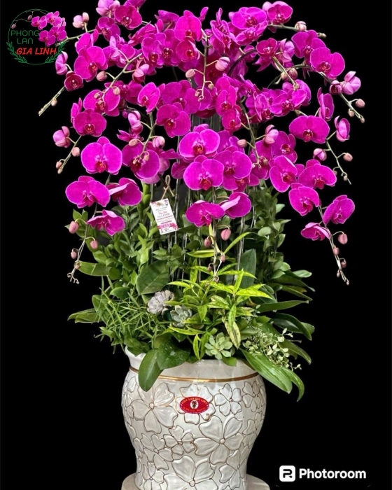 Lan Hồ Điệp "Hội Nghị Thành Công" - Chậu Sứ 