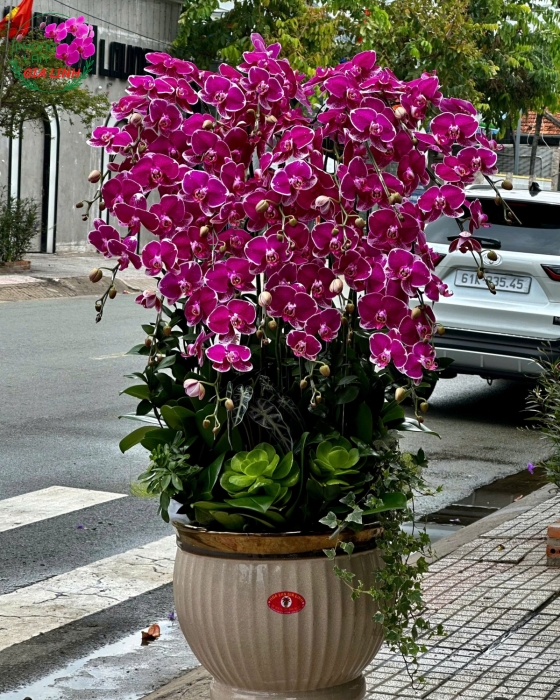 Lan Hồ Điệp "Hội Nghị Thịnh Đạt" - Chậu Sứ 