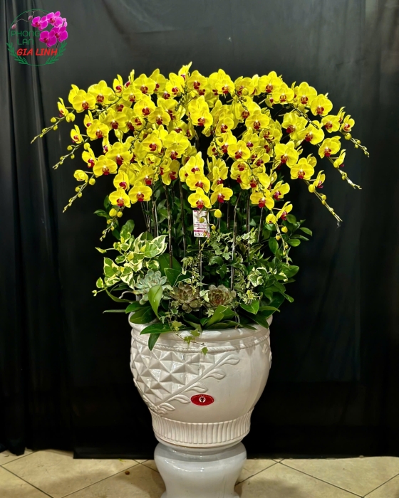Lan Hồ Điệp "Hội Nghị Trang Trọng" - Chậu Sứ 
