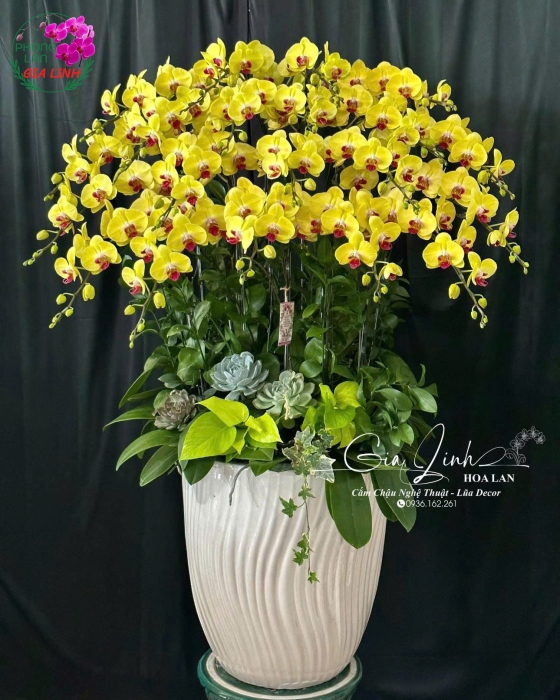 Lan Hồ Điệp "Khai Trương Đại Cát" - Chậu Sứ Phong Thủy