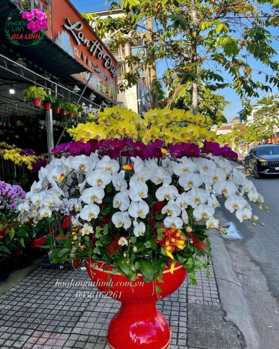 chậu lan hồ điệp lớn