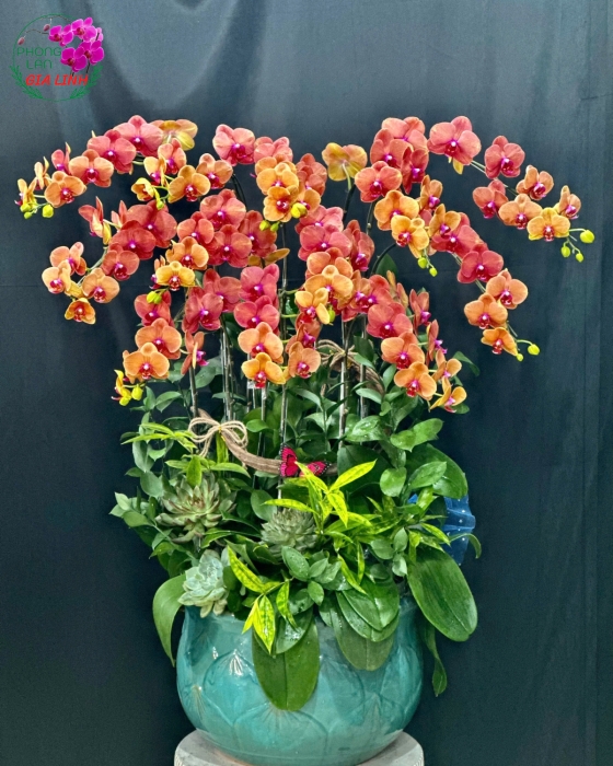 lan hồ điệp màu cam giá rẻ