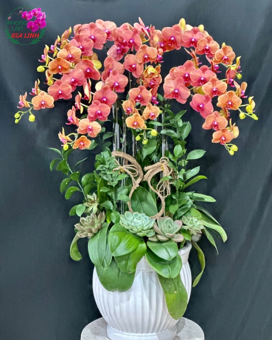 lan hồ điệp màu cam giá tốt