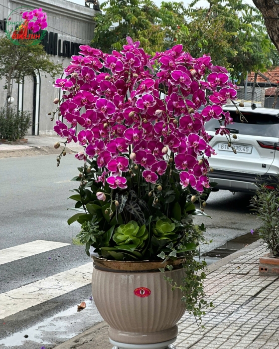 lan hồ điệp màu tím